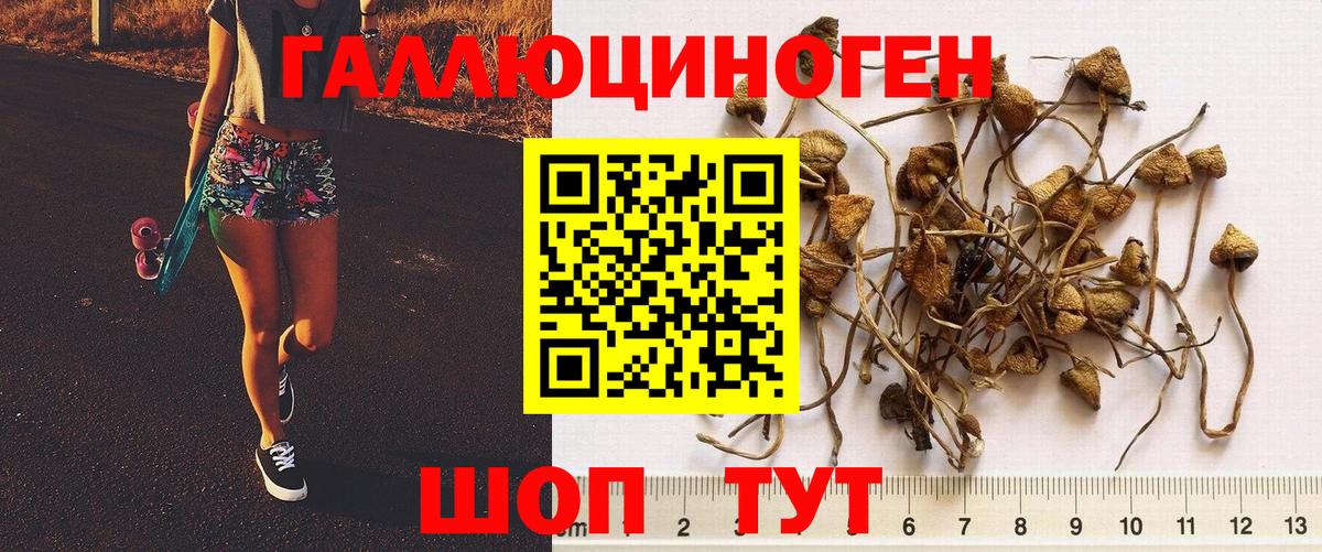 Галлюциногенные грибы Psilocybine cubensis Долгопрудный